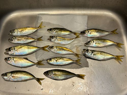 アジの釣果