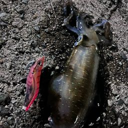 アオリイカ
