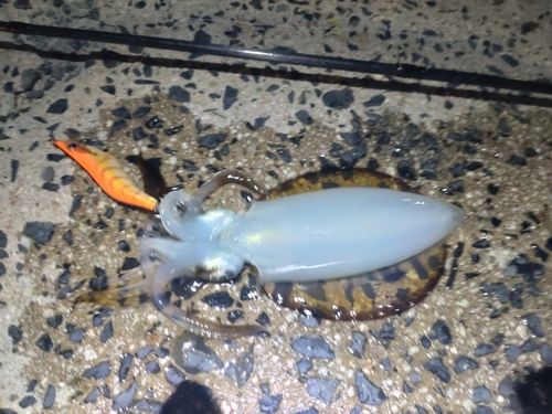 アオリイカの釣果
