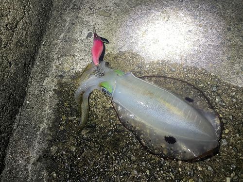 アオリイカの釣果