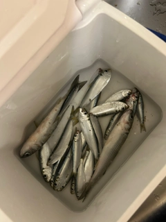 サッパの釣果