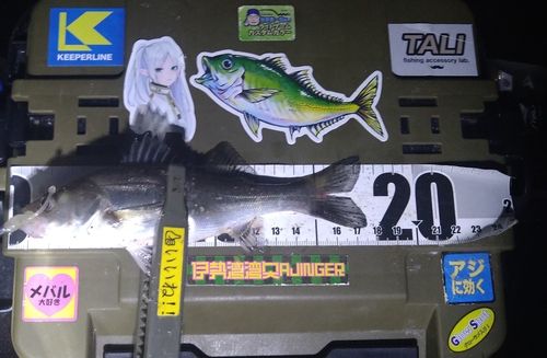 シーバスの釣果