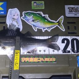 シーバス