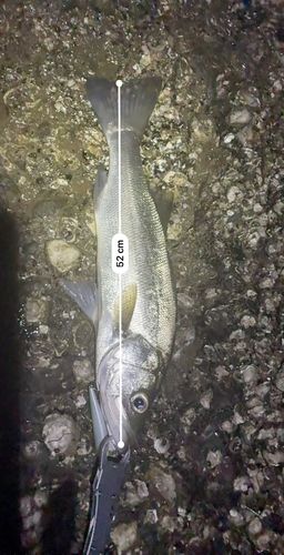 浦戸湾
