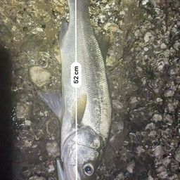 フッコ（ヒラスズキ）