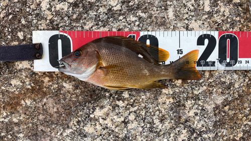 シブダイの釣果