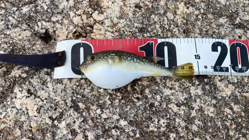 コモンフグの釣果