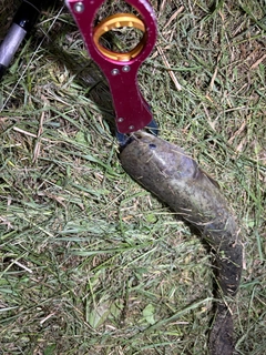 マナマズの釣果