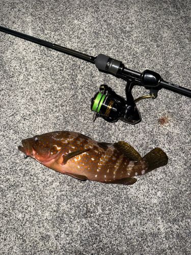 アコウの釣果
