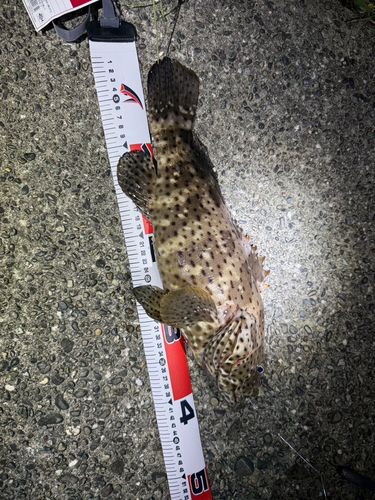 ヤイトハタの釣果
