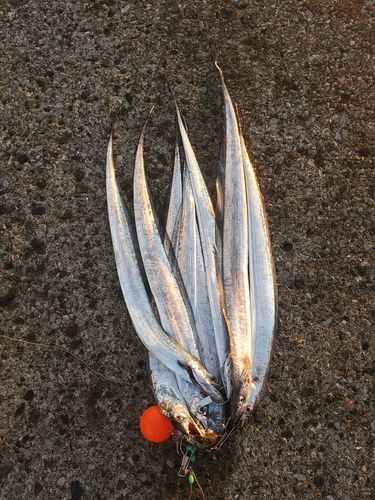 タチウオの釣果