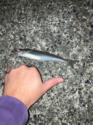 シロギスの釣果