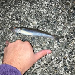 シロギス