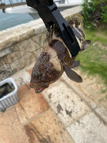 釣果