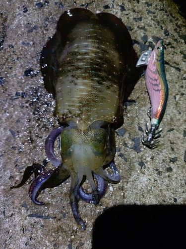 アオリイカの釣果