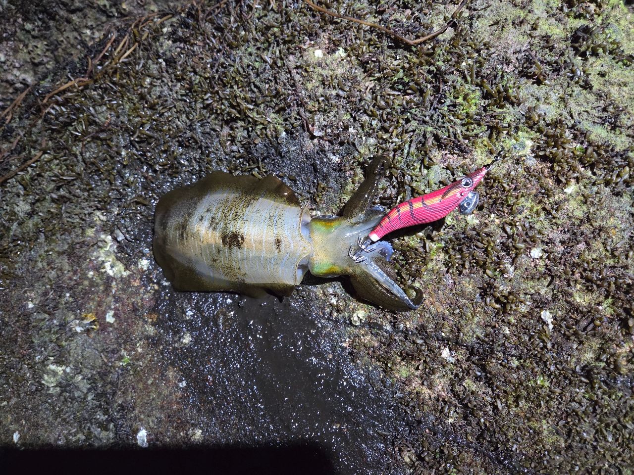 DAIWA 16エメラルダス ストイスト AGS 90ULL-Sの最安値