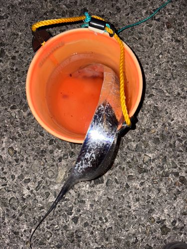 大阪湾