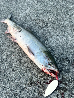アキアジの釣果