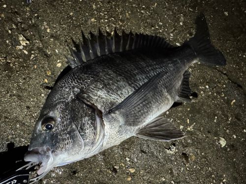 チヌの釣果