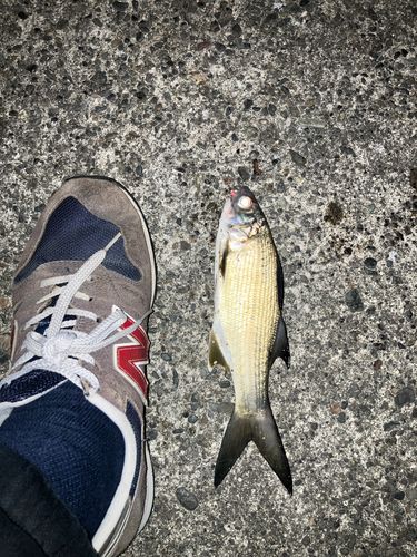 ツバメコノシロの釣果