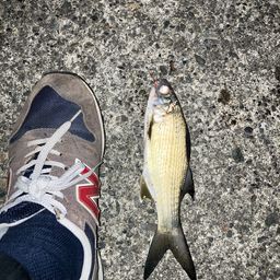ツバメコノシロ