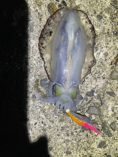 アオリイカの釣果