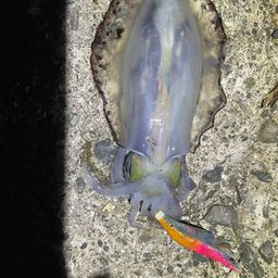 アオリイカ