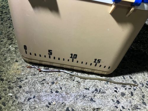 タチウオの釣果