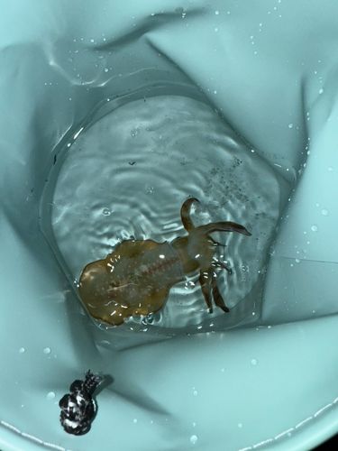 しまなみ海道