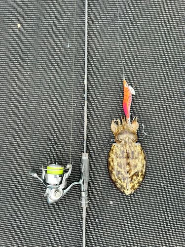 コウイカの釣果