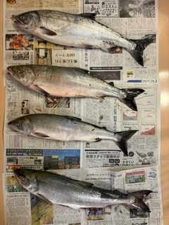 サケの釣果