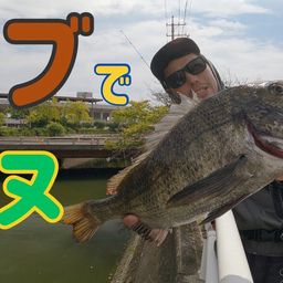 クロダイ