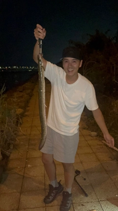 ウナギの釣果
