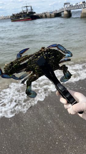タイワンガザミの釣果
