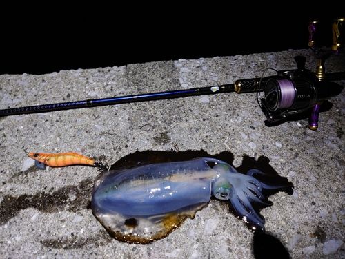 アオリイカの釣果