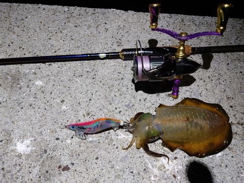 アオリイカの釣果