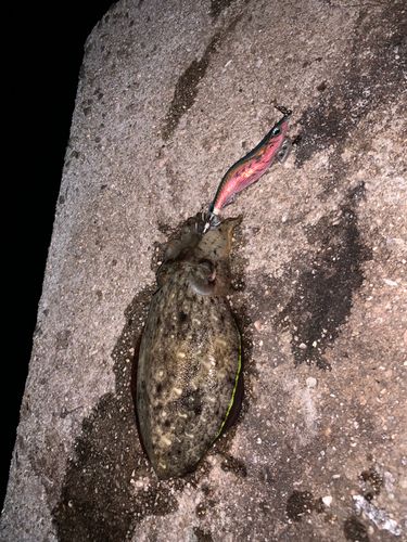コウイカの釣果