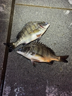 クロダイの釣果