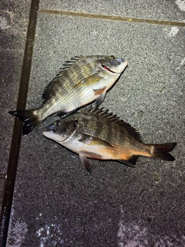 クロダイの釣果