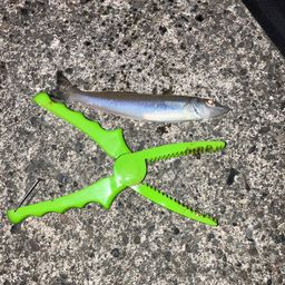 シロギス