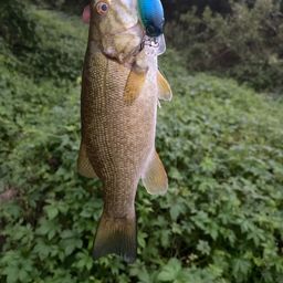 スモールマウスバス