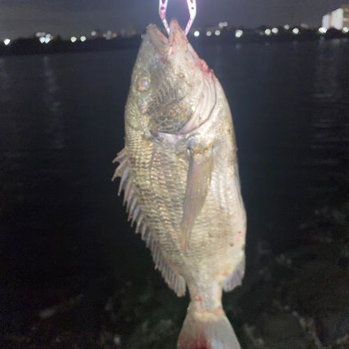 旧江戸川