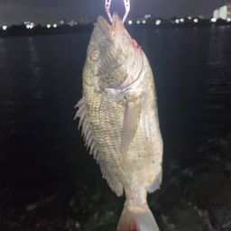 チヌ