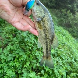 ラージマウスバス