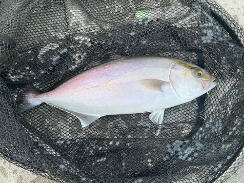 ネリゴの釣果