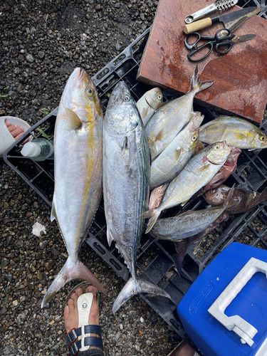 カンパチの釣果