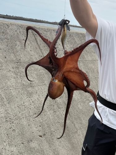 タコの釣果
