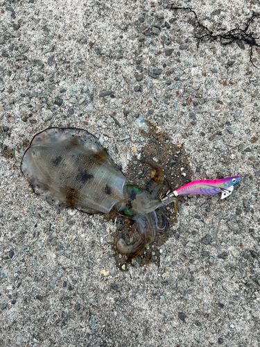 アオリイカの釣果