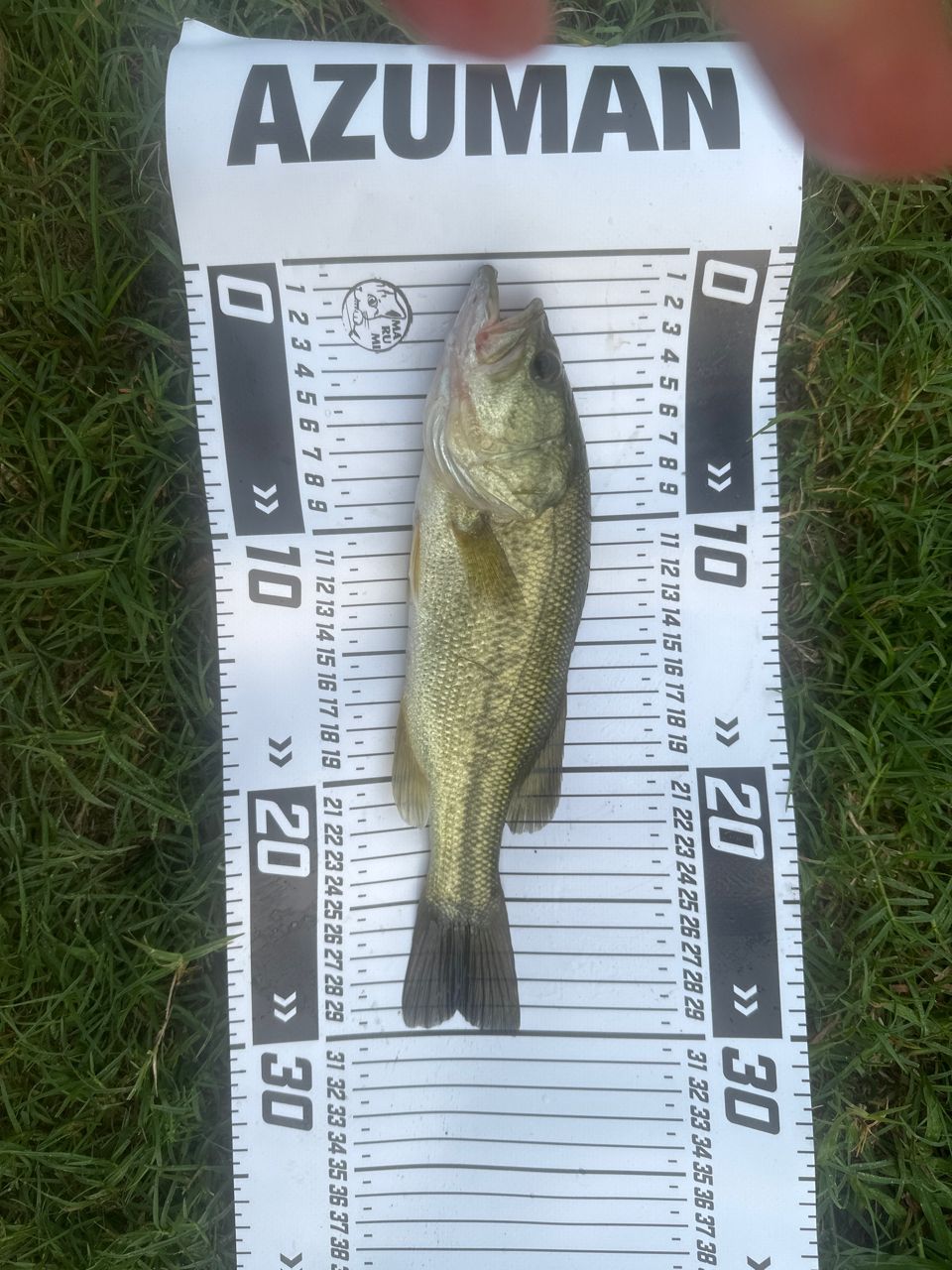 ラージマウスバス