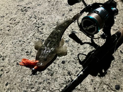 マゴチの釣果